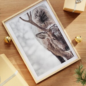 May include: A close-up of a deer with antlers, standing in a snowy woodland. The deer's coat is brown and white, and its antlers are covered in snow.