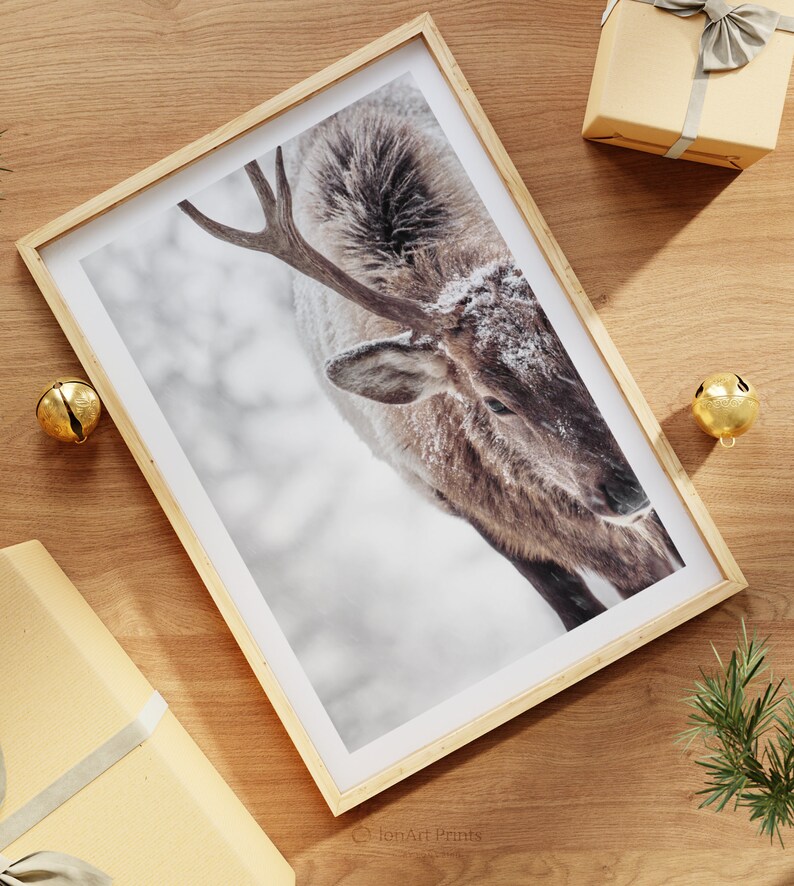 May include: A close-up of a deer with antlers, standing in a snowy woodland. The deer's coat is brown and white, and its antlers are covered in snow.