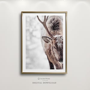 May include: A close-up of an elk with antlers covered in snow. The elk is looking down and the background is blurred.