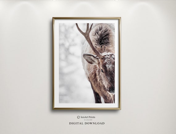 Snowy Reindeer Photography Print, Winter Wildlife Art (Digital Download)