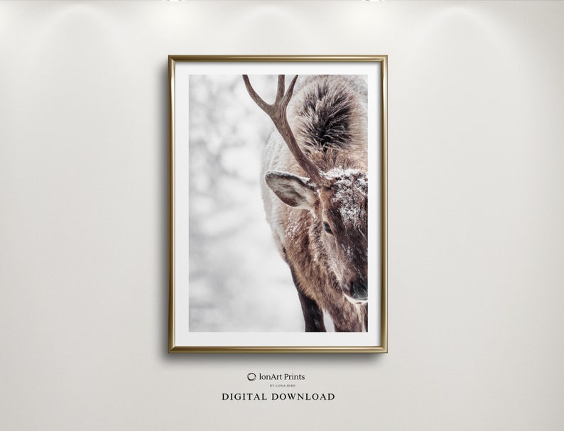 May include: A close-up of an elk with antlers covered in snow. The elk is looking down and the background is blurred.