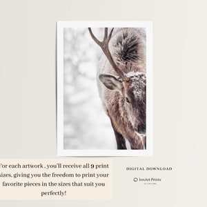 May include: A close-up of an elk with antlers covered in snow. The elk is looking directly at the camera. The background is blurred and out of focus.