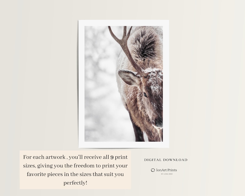 May include: A close-up of an elk with antlers covered in snow. The elk is looking directly at the camera. The background is blurred and out of focus.