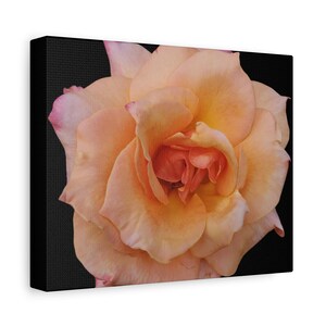 Canvas Print, Peach Rose Photo on Stretched Matte Canvas - Floral Wall Art, Home Decor, Gift Idea, Botanical Print, Nature Lover Present