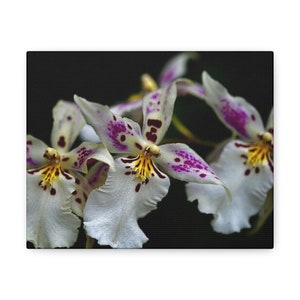 Beautiful Orchid Canvas Print