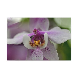 Kunst auf Leinwand - Wunderschöne Orchidee Leinwanddruck