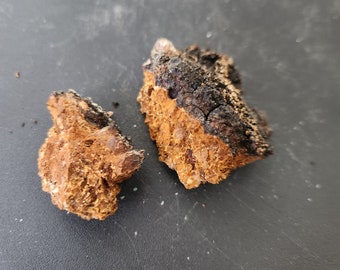 Wild Foraged Dried Raw Chaga Mushroom for Tea, Ready for Brewing 1 oz