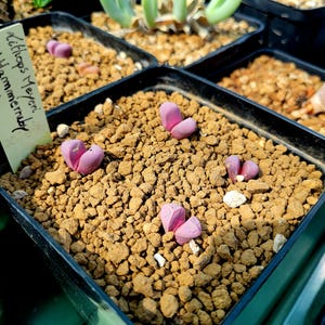 May include: A close-up shot of several potted succulents. The foreground shows a black square pot with pink Lithops plants in brown gravel. Other pots with green succulents are visible in the background. A small white tag with text is in the foreground.