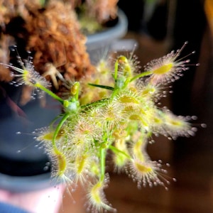 May include: Close-up of a sundew plant with delicate, yellow-green leaves covered in tiny, glistening droplets. The plant's unique structure and vibrant color are highlighted against a blurred background, showcasing its carnivorous nature.