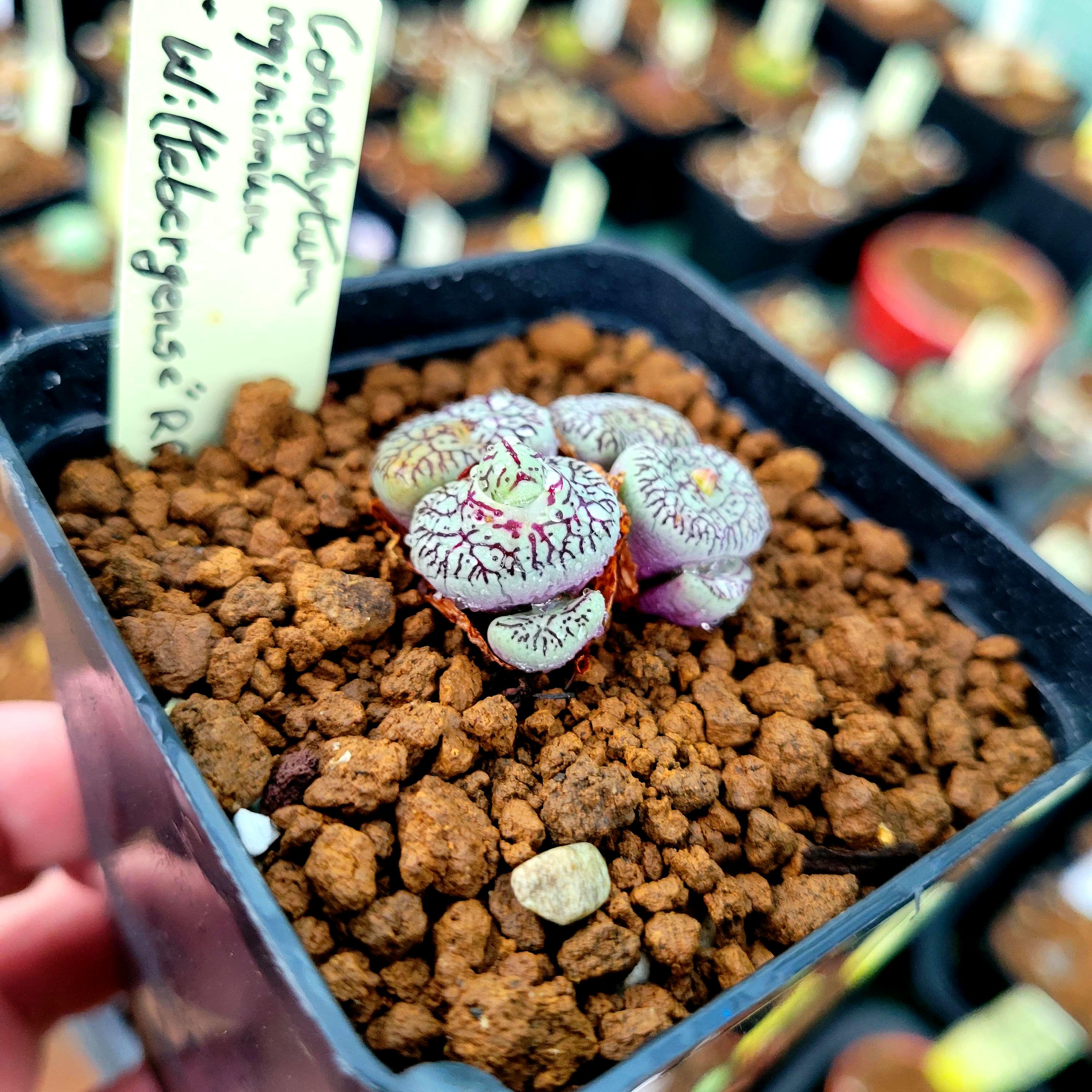 Pageae Niuewoudtville 紫タイプ　コノフィツム Conophytum pageae - Etsy 日本