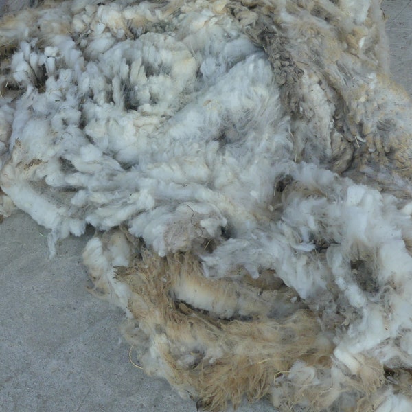 Raw wool, wool fleece, Suffolk sheep, virgin wool