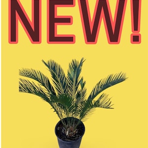 Op de afbeelding: Een potplant met lange, groene, veervormige bladeren. De plant staat in een donkerblauwe pot tegen een felgele achtergrond. Het woord "NEW!" wordt weergegeven in grote, bruine letters met een rode omlijning.