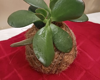 Kokedama