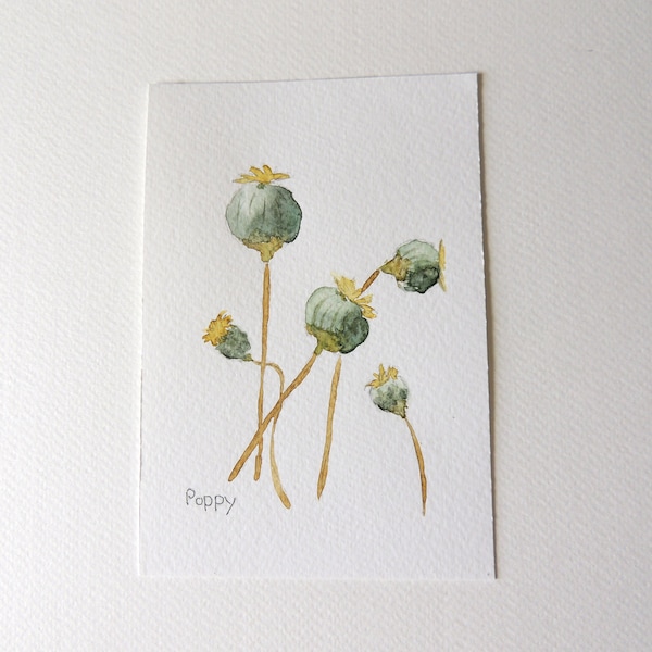 Original Watercolour, Poppy, Seed Heads, Original Art