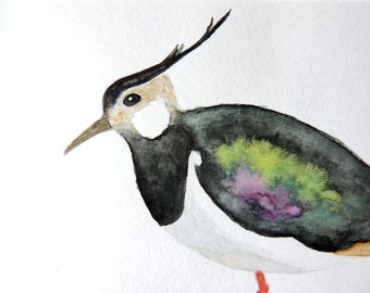 Lapwing, Original Watercolour, Bird Painting