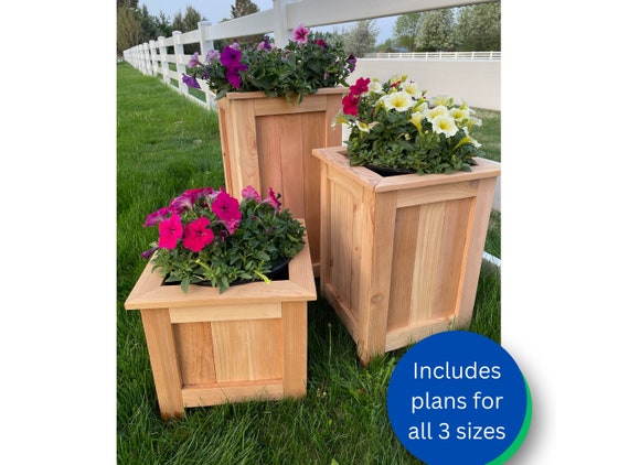 potted trailing plant Trailing Hearts Duo