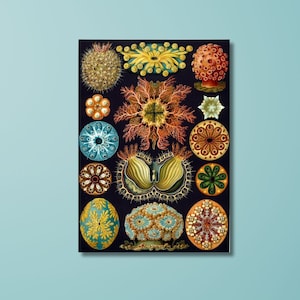 Ernst Haeckel Sea Squirts, Ernst Haeckel Canvas , Haeckel Painting, Haeckel Poster, Haeckel Print,Haeckel Canvas Wall Art, Famous Painting