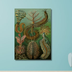Ernst Haeckel Wall Art  Marine Polychaete Worm, Sabella -by Ernst Haeckel ,Canvas Prints, Nautical Prints,Beach Art, Vintage Art