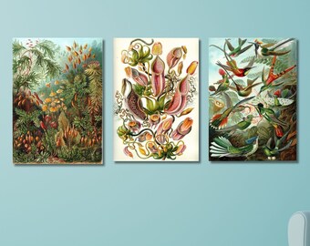 Set of 3 Ernst Haeckel Paintings Canvas Wall Arts,Vintage Poster Prints,Wild Orchid,Ernst Haeckel Artworks,Ernst Haeckel Exhibition Poster