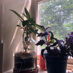 Window Garden Block Channels, Plant Protector, Pet Shield
