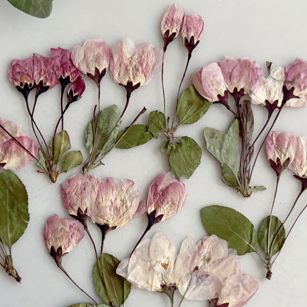 12 pcs/Pack, Pressed flowers,Pink Cherry Blossom Bud Real Pressed dry Flowers,Pressed Flat Dried Flowers Preserved Flat Wildflower