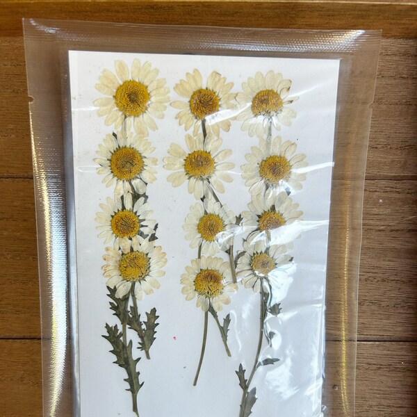 Pressed Dried Daisy Flowers with Stem for Floral Art Craft Real Dried and Pressed Daisies for Crafting and Artwork