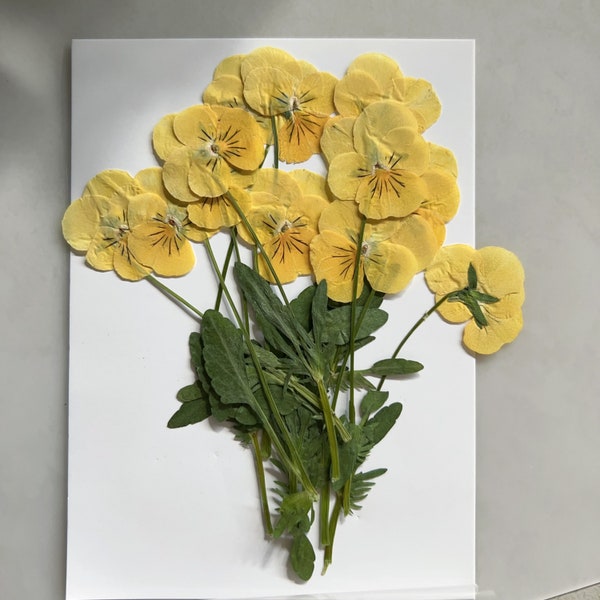 Pressed Flower,yellow Pressed Flower,12 PCS/pack,Pressed yellow Dried Flower Stem Real Pressed Flower Dry Natural Pressed Flowers