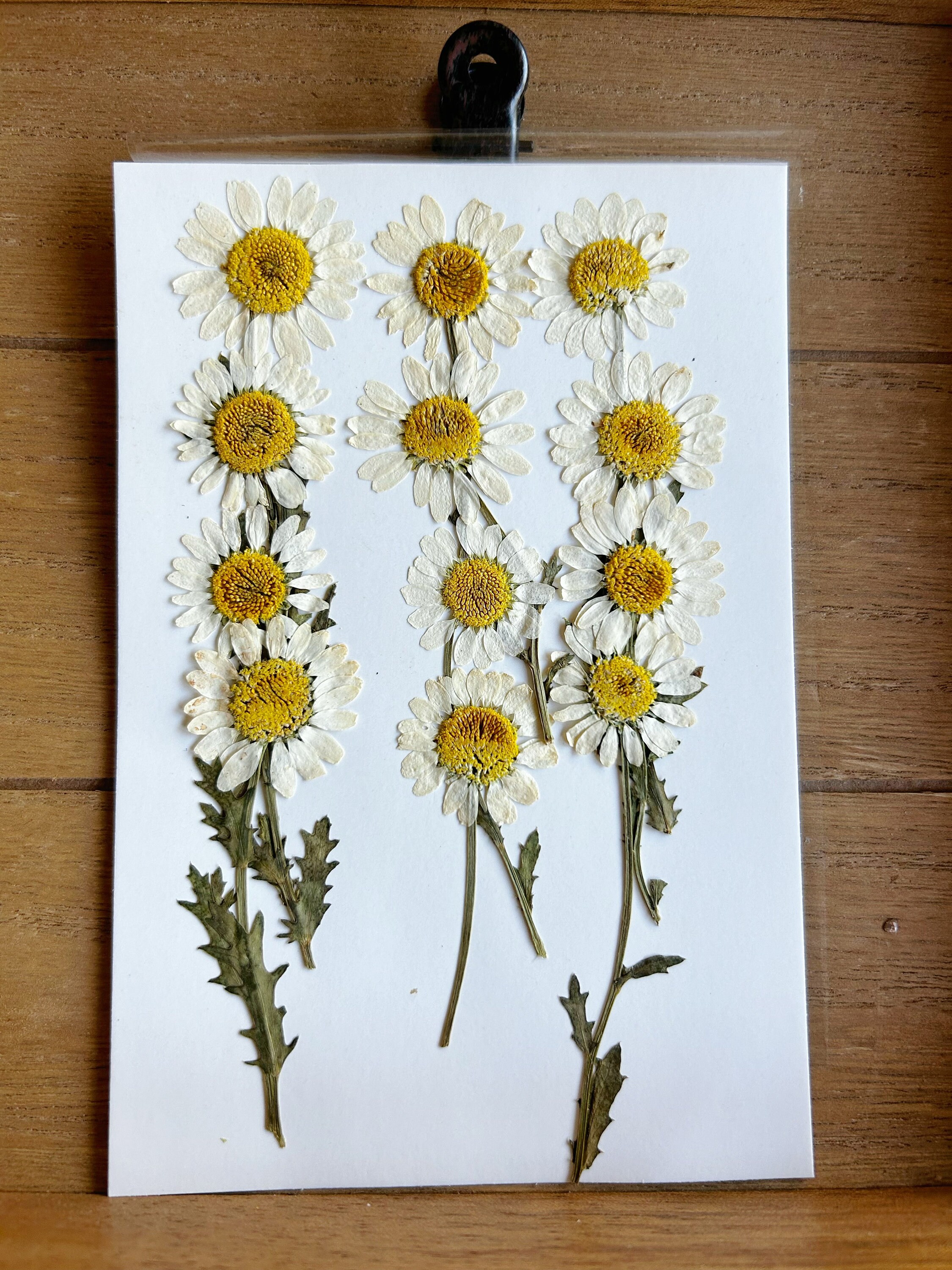 YoothBro 60Pcs Dried Daisy Pressed Flowers Real Nature Flowers Set For Resin DIY Jewelry Candle Soap Vase Making Nail Card Scrapbook Art Craft Floral