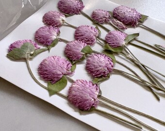 Dried Pressed Globe Amaranth Flowers 12 pcs/Pack, Pink Dried Flower with Stems for wedding Bouquet and Diy resin iPhone case