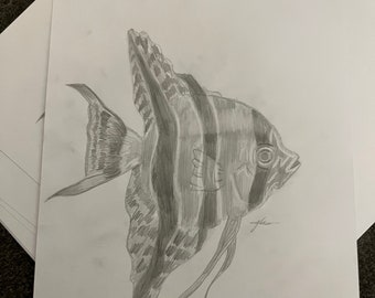 Pesce angelo, bianco e nero, A4