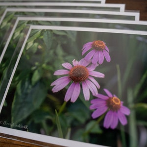 Purple Coneflower Prints