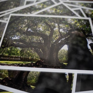 En el árbol de la vida Impresiones fotográficas de Nueva Orleans, LA