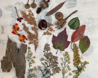 Fall Flowers Forest Finds Kit Nature Items Homeschool Teaching Natural Rustic Decor DIY Fairy Garden Craft Bowl Filler Wedding Decor