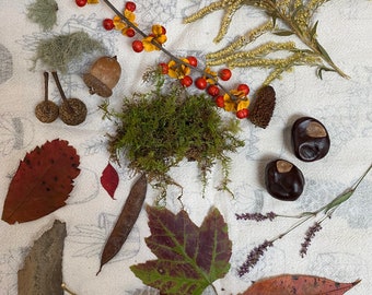 Fall Forest Finds Kit Nature Items Homeschool Teaching Natural Rustic Decor DIY Fairy Garden Craft Bowl Filler Wedding Decor
