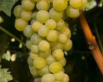 Grape Vine Muscat Blanc for Making Wine or Landscaping -  from Licensed Nursery -  Two Year Grown Stock, Heat Tolerant
