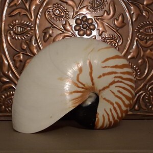 May include: A chambered nautilus shell featuring a smooth, off-white exterior with distinct, radiating reddish-brown stripes that curve towards the dark, recessed centre. The shell displays a natural, coiled spiral structure with a polished finish.