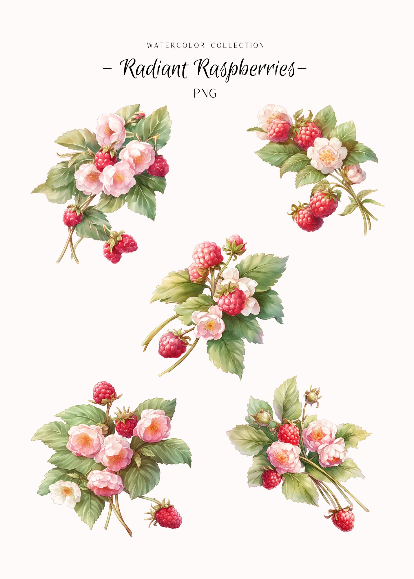 Watercolor Clipart - Radiant Raspberries - Card Clip Art - Instant ...