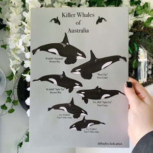 Orca Killer Whales of Australia Poster Print