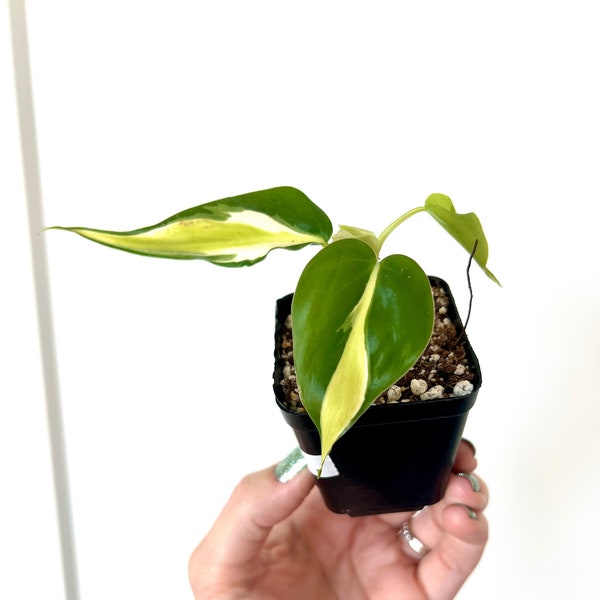 Philodendron Cream Splash (Philodendron hederaceum) live 2.5” starter houseplant