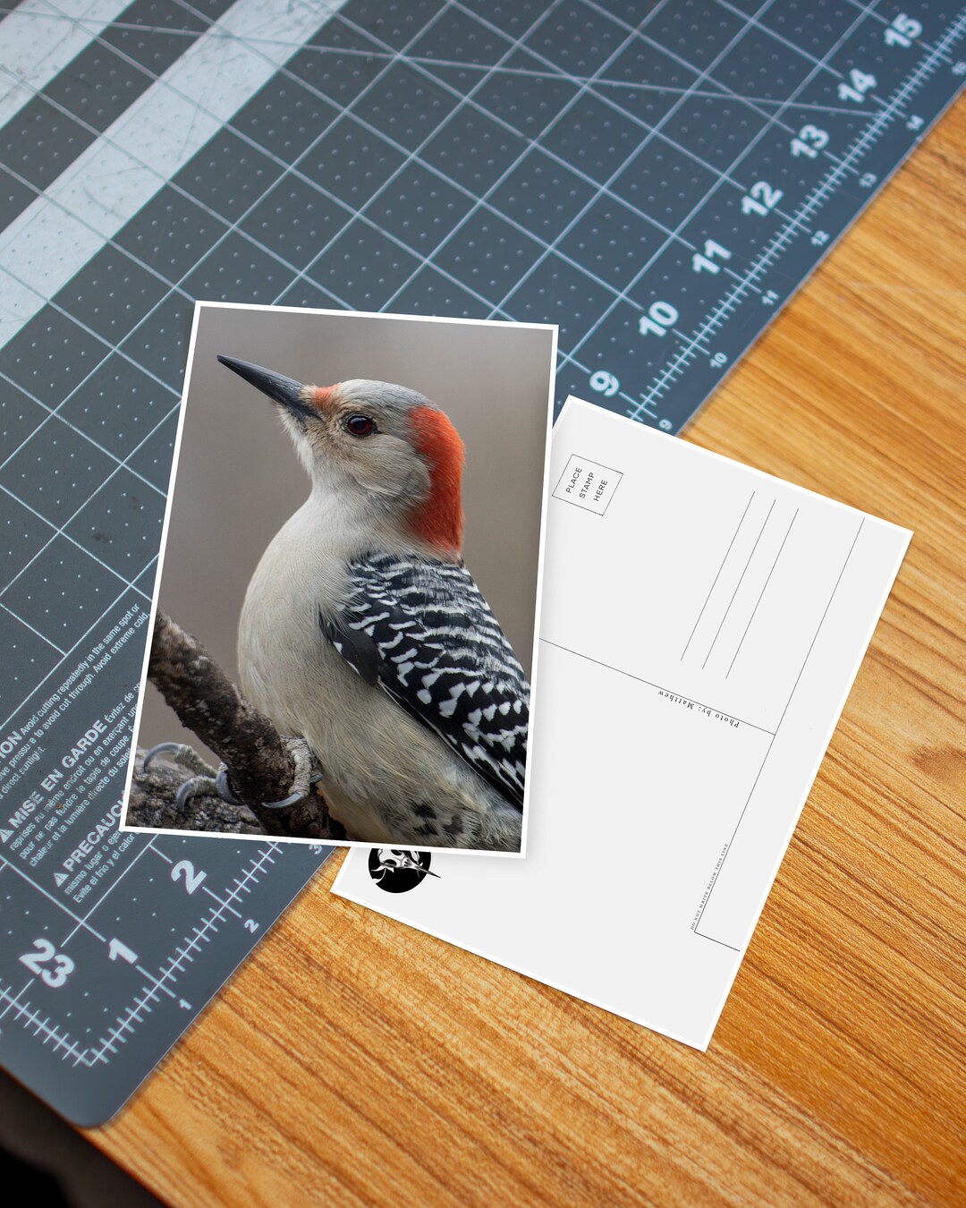 Red-bellied Woodpecker Postcard, Print, Art, Wildlife Postcards