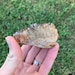 Hematite Covered Root Beer Druzy Quartz - Haunted Ridge Rocks Missouri ...