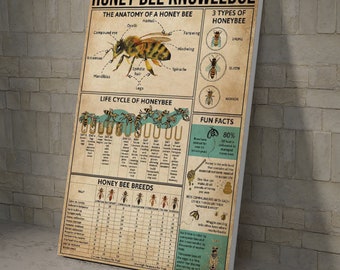 Honey Be Knowledge The Anatomy Of A Honey Bee Digital File