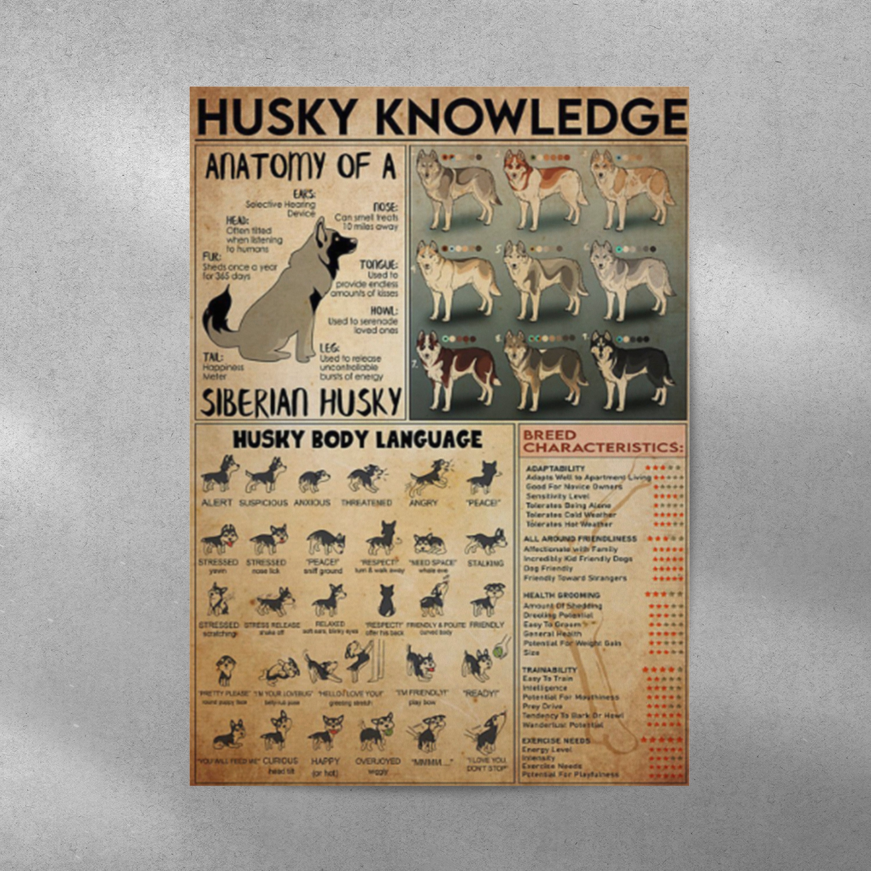 Husky Knowledge Anatomy of A Siberian Husky Breed Poster and Canvas - Etsy