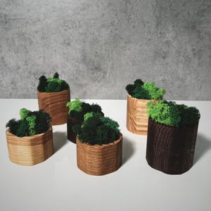 Puede incluir: Cinco pequeñas macetas de madera con musgo verde en su interior. Las macetas están hechas de diferentes tipos de madera, algunas con una mancha más oscura que otras.