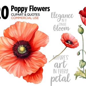 Fleurs de coquelicot rouge aquarelle Clipart & citations, Images PNG SVG individuelles, Téléchargement instantané Digital Art Print, Illustrations à usage commercial