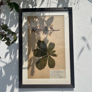 Antique Herbarium framed pictures