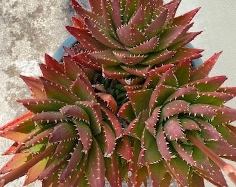 Aloe perfoliata, Aloe mitra, Aloe mitriforme, Perfoliate aloe, Mitre aloe, Aloe brevifolia