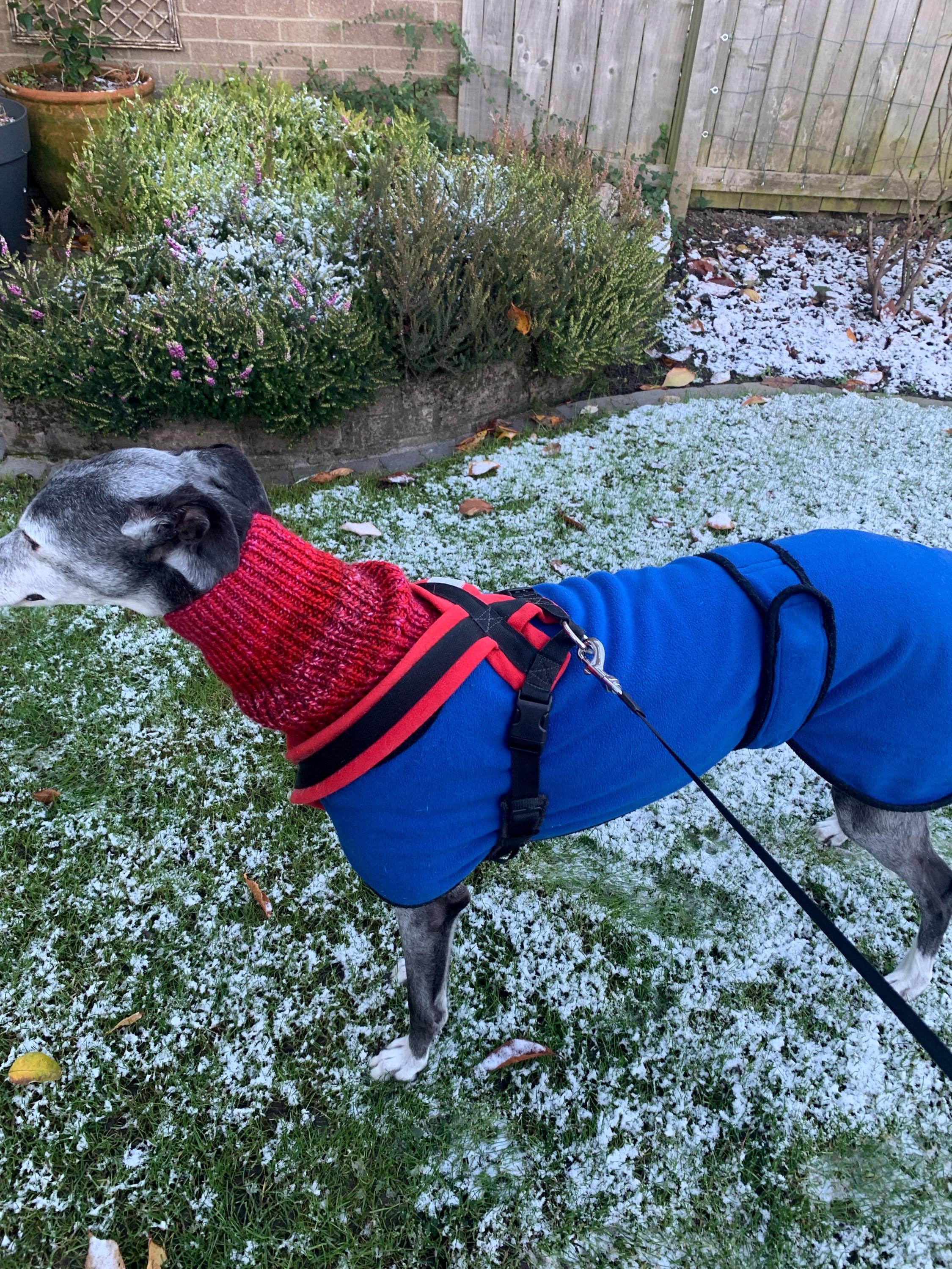 Hand Knitted greyhound/sighthound snood.