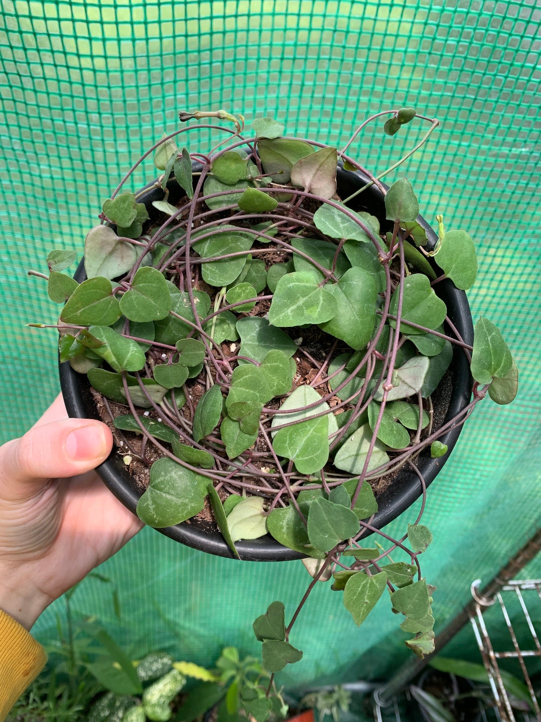 String of Hearts Etsy