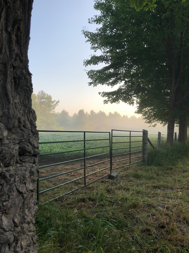 Foggy Morning - Farm Gate Photo - Printable - Etsy